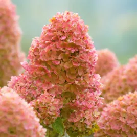 hortensja-bukietowa-pinkachu-0-5l-ogrodowy-hit-rozowe-kwiaty