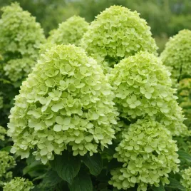 hortensja-bukietowa-limelight-0-5l-wielkie-kwiaty-bestseller-ogrodow