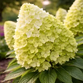 hortensja-bukietowa-mojito-0-5l-niezwykly-limonkowy-kolor-kwiatow