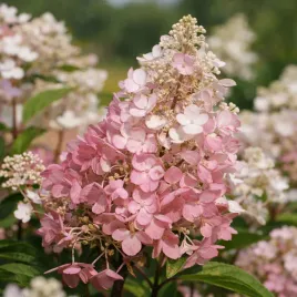 hortensja-bukietowa-baby-lace-0-5l-mala-a-pelna-kwiatow-do-ogrodu