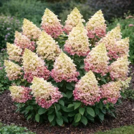 hortensja-bukietowa-candlelight-0-5l-duze-kwiaty-piekna-do-ogrodu