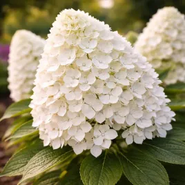 hortensja-bukietowa-little-spooky-0-5l-mini-hortensja-wielki-efekt