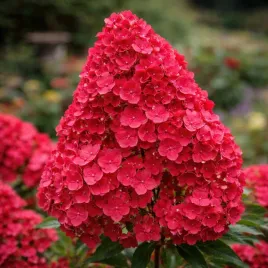 hortensja-bukietowa-diamant-rouge-0-5l-mocny-kolor-ogrodowy-hit