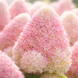 hortensja-bukietowa-living-summer-love-0-5l-obficie-kwitnie-cale-lato