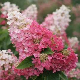 hortensja-bukietowa-pinky-winky-0-5l-bialo-rozowe-kwiaty-bestseller