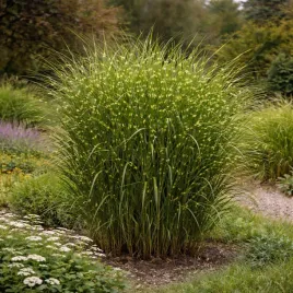 miskant-chinski-zebrinus-0-5l-hit-wiosny