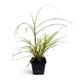 miskant-chinski-zebrinus-0-5l-hit-wiosny-producent-nieznany-producent