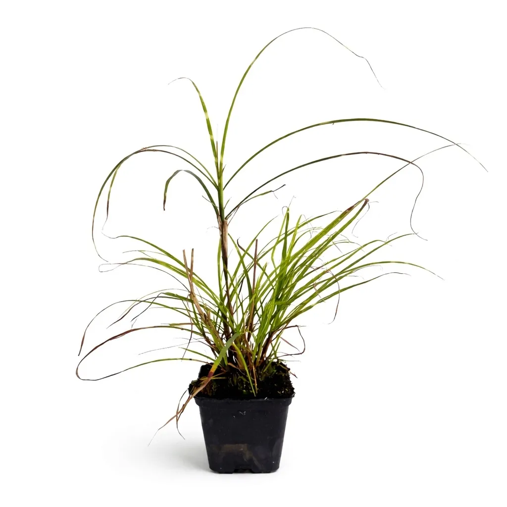 miskant-chinski-zebrinus-0-5l-hit-wiosny-producent-nieznany-producent