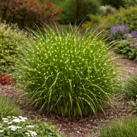 miskant-chinski-little-zebra-0-5l-wyjatkowa-w-ogrodzie