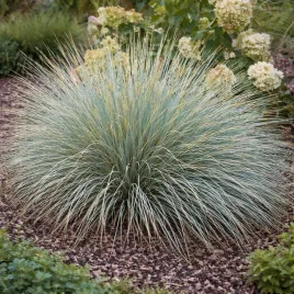 owsiczka-wieczniezielona-0-5l-hit-wiosny