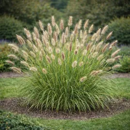 rozplenica-japonska-gelbstiel-0-5l-gesta-sadzonka