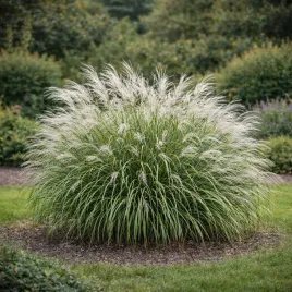 miskant-chinski-yaku-jima-0-5l-gesta-sadzonka-idealna-na-zywoplot