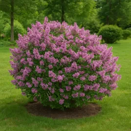 lilak-pospolity-palibin-0-5l