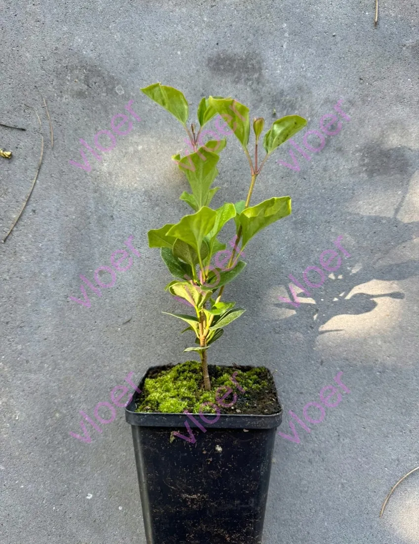 lilak-pospolity-palibin-0-5l-producent-nieznany-producent