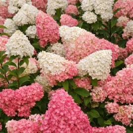 hortensja-bukietowa-vanilla-fraise-0-5l-bialo-truskawkowe-kwiaty-hit