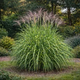 miskant-chinski-etincelle-0-5l-unikat-w-twoim-ogrodzie-hit-wiosny