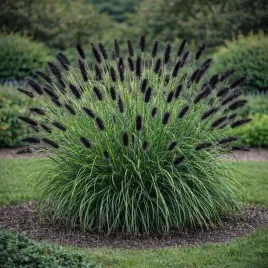 rozplenica-japonska-viridescens-0-5l-hit-wiosny