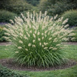 rozplenica-japonska-piglet-0-5l-puszyste-klosy-kwitnie-do-jesieni