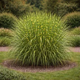 miskant-chinski-strictus-0-5l-unikatowa-trawa-w-twoim-ogrodzie