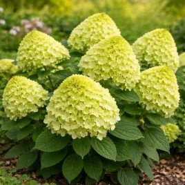 hortensja-bukietowa-little-lime-0-5l-limonkowe-kwiaty-kompaktowa-hit