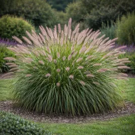 rozplenica-japonska-herbstzauber-0-5l-hit-ogrodow-2026