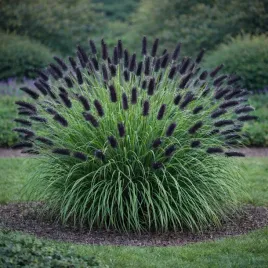 rozplenica-japonska-black-beauty-0-5l-gesta-sadzonka-xl