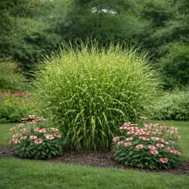 miskant-chinski-strictus-dwarf-0-5l-gesta-sadzonka-w-tym-roku-efekt-wow