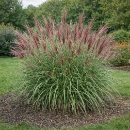miskant-chinski-ferner-osten-0-5l-przyciagajaca-uwage-trawa-ozdobna
