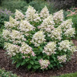 hortensja-bukietowa-baby-lace-0-5l-delikatne-kwiaty-piekna-do-ogrodu