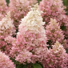 hortensja-bukietowa-candlelight-0-5l-duze-kwiaty-piekna-do-ogrodu