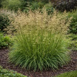 smialek-darniowy-goldschleier-0-5l-idealny-do-kompozycji-z-bylinami