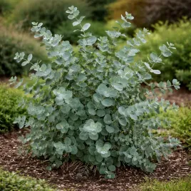 eukaliptus-gunni-0-5l-niebieskie-liscie-hit-ogrodow