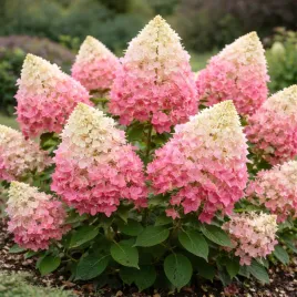 hortensja-bukietowa-pinkachu-0-5l-ogrodowy-hit-mocne-rozowe-kwiaty