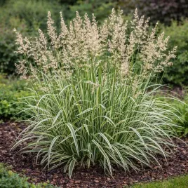 trzcinnik-ostrokwiatowy-overdam-0-5l-bialo-zielone-liscie-hit-ogrodow