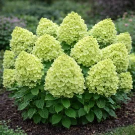 hortensja-bukietowa-mojito-0-5l-limonkowe-kwiaty-nowosc-do-ogrodu