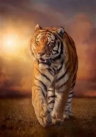 clementoni-1500-elementow-high-quality-tiger-stan-nowy