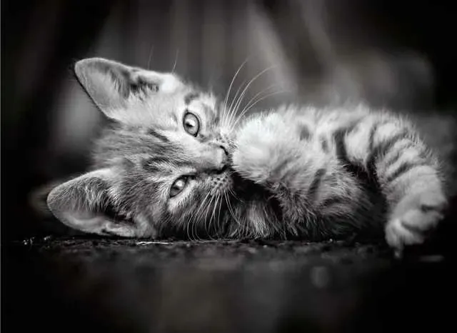 clementoni-1000-elementow-high-quality-kitty-marka-clementoni