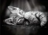 clementoni-1000-elementow-high-quality-kitty-marka-clementoni