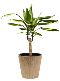 dracena-golden-coast-p11-oczyszczjaca-powietrze