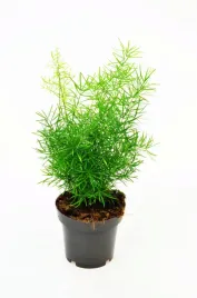 asparagus-sprengeri-szparag-gestokwiatowy-p12