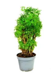 polyscias-fruticosa-hawaiina-ming-bonsai-p12-drzewo