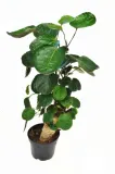 polyscias-fabian-bonsai-p12-drzewo