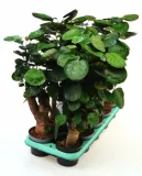 polyscias-fabian-bonsai-p12-drzewo-rodzaj-rosliny-inny