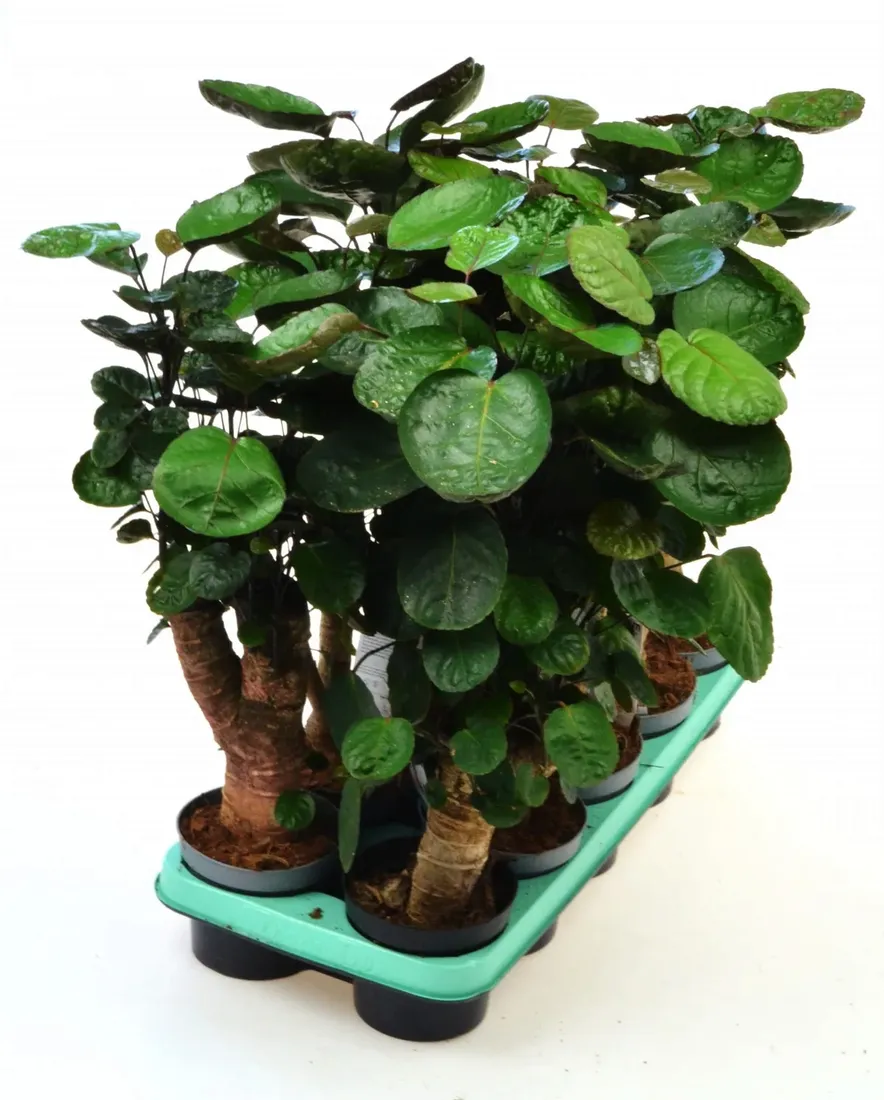 polyscias-fabian-bonsai-p12-drzewo-rodzaj-rosliny-inny
