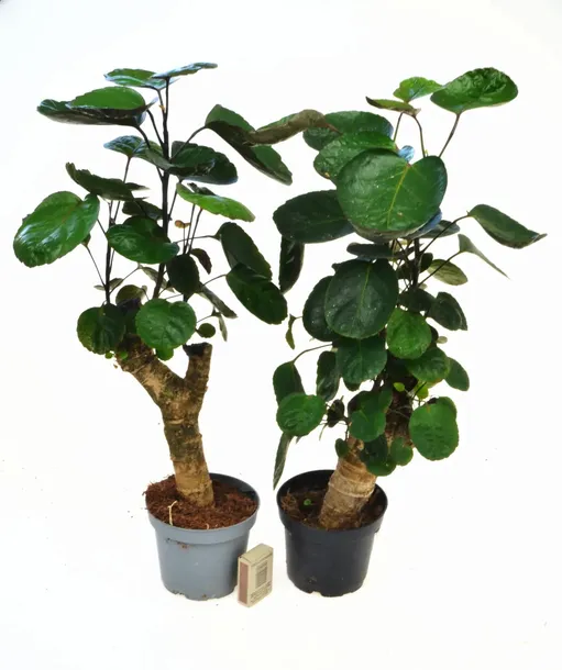 polyscias-fabian-bonsai-p12-drzewo-kod-produktu-1729