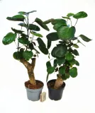 polyscias-fabian-bonsai-p12-drzewo-kod-produktu-1729