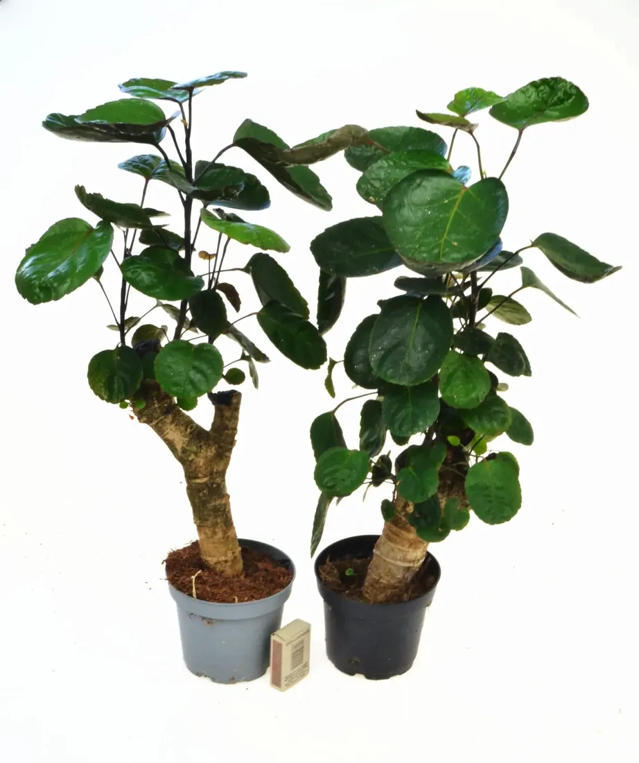 polyscias-fabian-bonsai-p12-drzewo