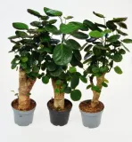 polyscias-fabian-bonsai-p12-drzewo-kod-produktu-1729-rodzaj-rosliny-inny
