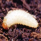 sum25-sumin-wrotycz-ekstrat-250ml-rodzaj-srodka-organiczny-naturalny