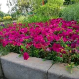 tg77640-podpora-do-roslin-2szt-kpl-kod-producenta-tg77640